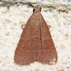 Arta epicoenalis