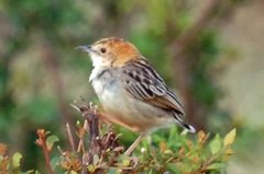 Cisticola robustus