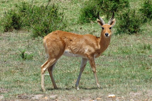 Bohor Reedbuck