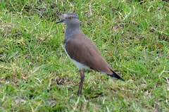 Vanellus melanopterus