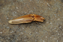 Semiotus ligneus image