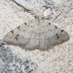 Digrammia pallidata
