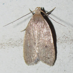 Inga obscuromaculella
