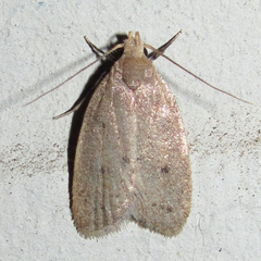 Inga obscuromaculella