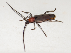 Mephritus callidioides