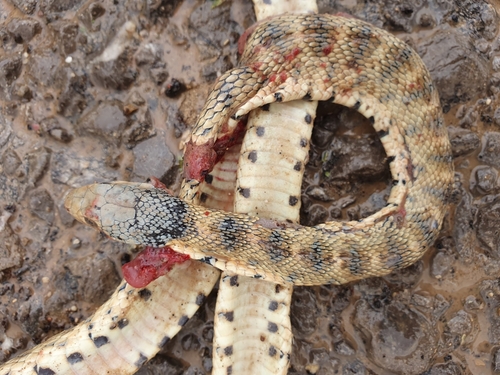 Algerian Whip Snake, Hemorrhois algirus