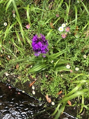 Dactylorhiza foliosa image