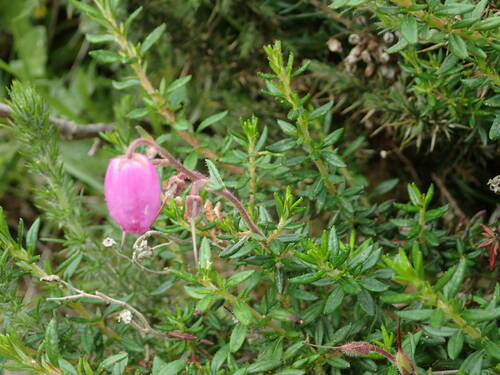 St. Dabeoc's heath