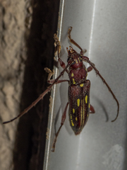 Ambonus distinctus