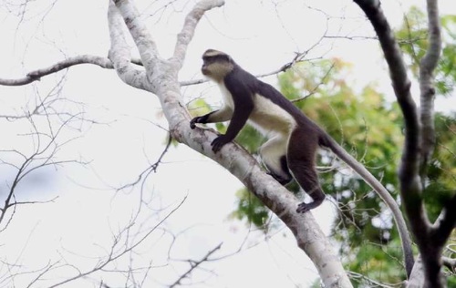 Dent’s Monkey