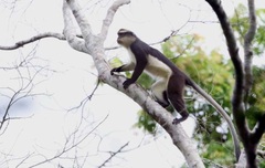Dent's Monkey photo 2