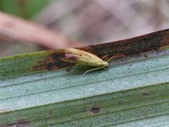 Gymnobathra flavidella
