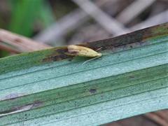 Gymnobathra flavidella