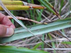 Gymnobathra flavidella