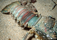 Panulirus penicillatus
