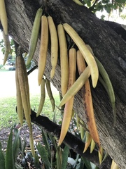 Parmentiera cereifera