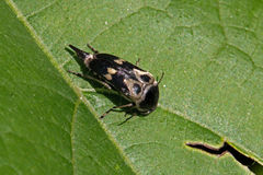 Glipa oculata