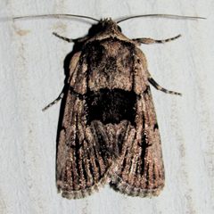 Sympistis infixa