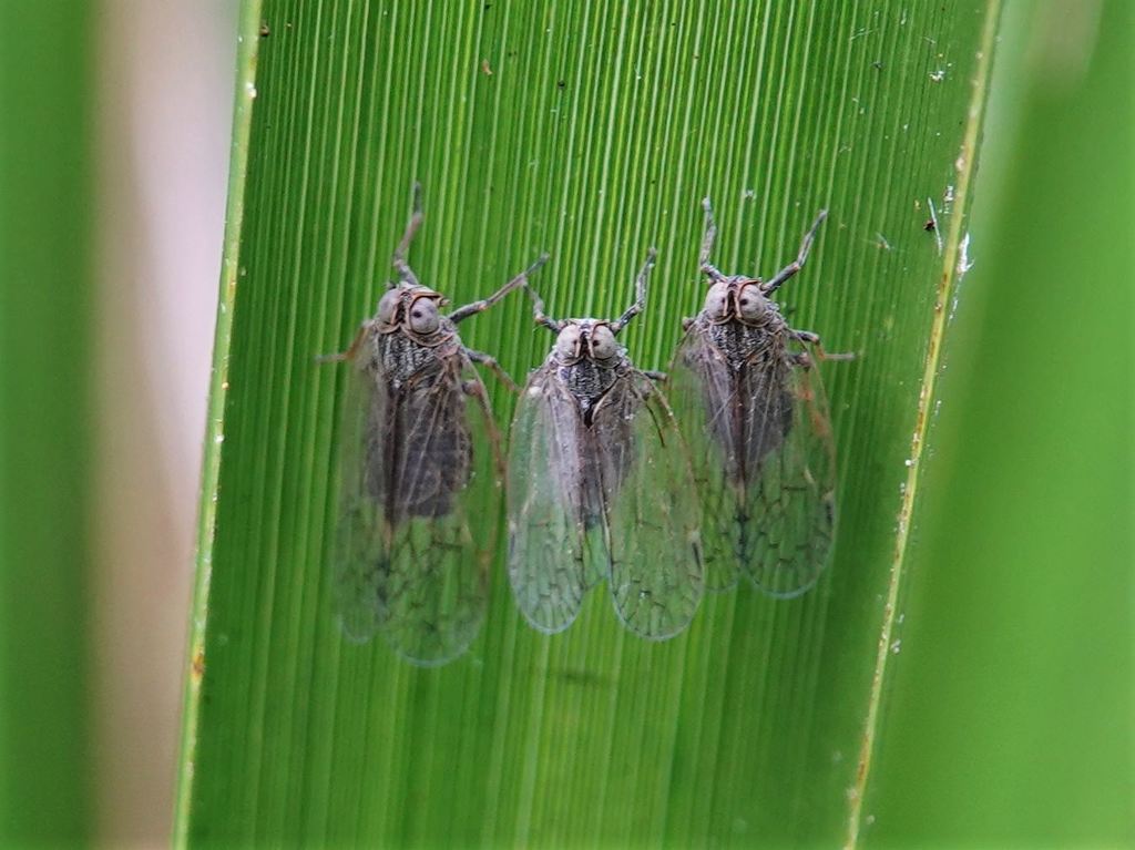 Zeoliarus atkinsoni