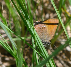 Callophrys muiri