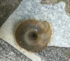 Plectotropis mackensii