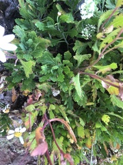 Argyranthemum pinnatifidum subsp. montanum image