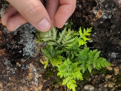 Doryopteris decipiens