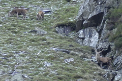 Cervus elaphus elaphus