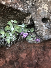 Pericallis aurita image