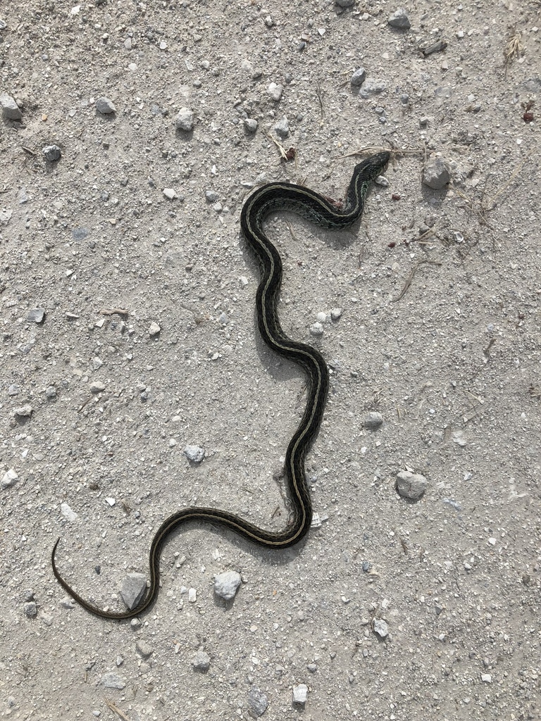 Eastern Garter Snake from 33440, Clewiston, FL, US on December 20, 2018 ...