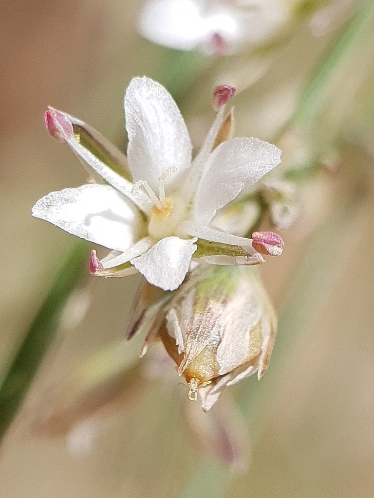 Bufonia