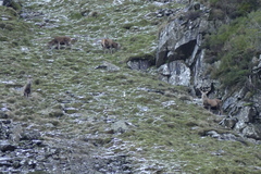 Cervus elaphus elaphus