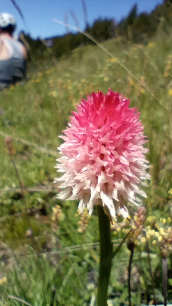 Gymnadenia corneliana
