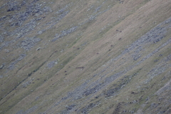 Cervus elaphus elaphus