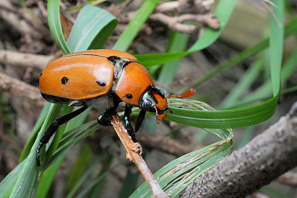 Grapevine Beetle from Forest Park East, Columbus, OH, USA on June 28