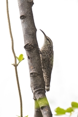 Indian Spotted Creeper photo 2