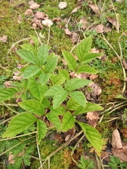 Fraxinus excelsior