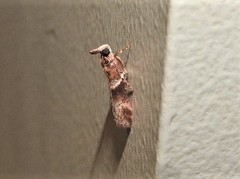 Calguia defiguralis