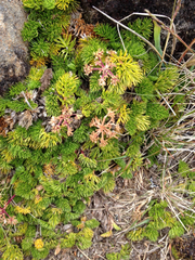 Anisotome procumbens