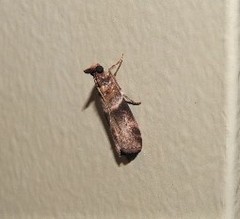 Calguia defiguralis