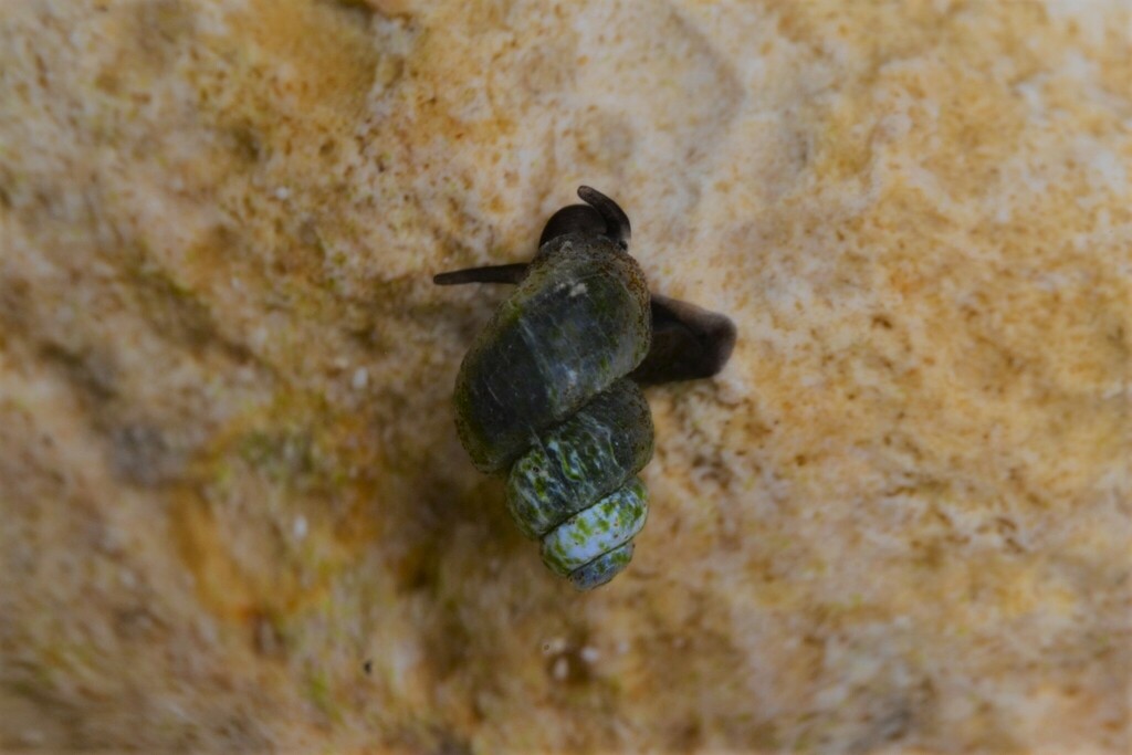 Bythinella viridis