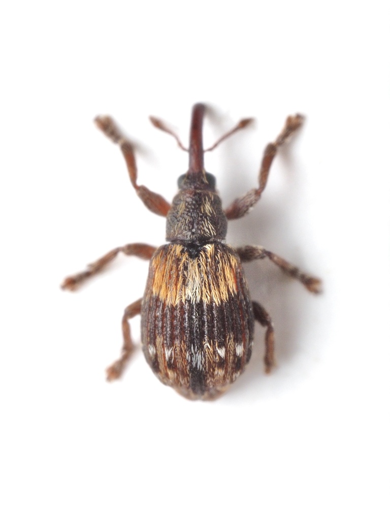 Ixapion variegatum