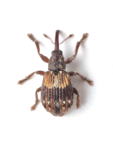 Ixapion variegatum