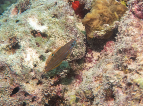 Indian Pinstriped Wrasse (Halichoeres chrysotaenia)