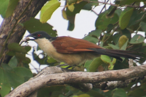 Senegal Coucal