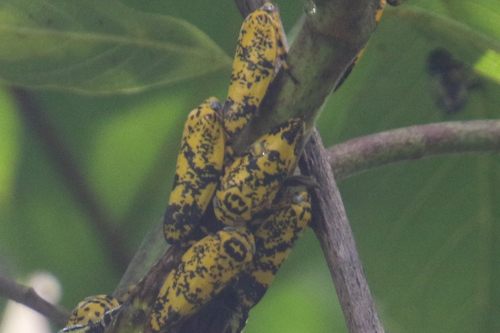 Yellow Raintree Spittlebug