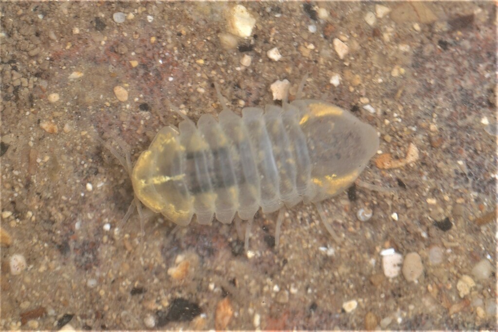 Caecosphaeroma