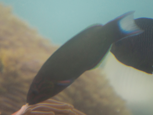 Moon Wrasse (Thalassoma lunare)
