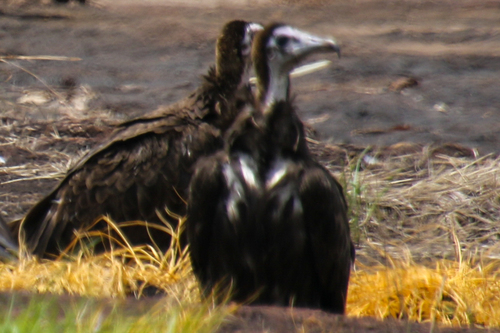 Hooded Vulture