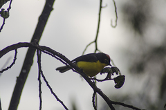 Myioborus melanocephalus
